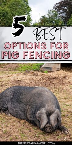 a pig laying on the ground in front of a sign that says 5 best options for pig fencing