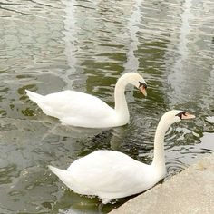 two white swans are swimming in the water