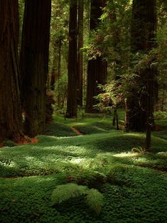 a lush green forest filled with lots of trees and grass growing on it's sides