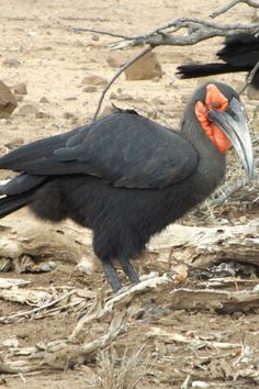 a black bird with an orange beak standing on the ground next to some dead branches