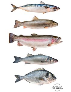 the national seafood fraud poster with three different types of fish on it's side