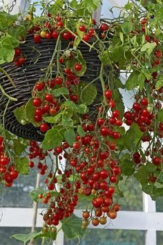 a basket hanging from a tree filled with red berries