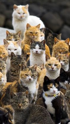 a group of cats is called a glaiing selvess appropiate