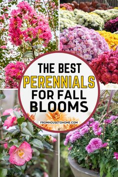 the best perennials for fall blooming in pots and containers with text overlay that reads, the best perennials for fall blooms