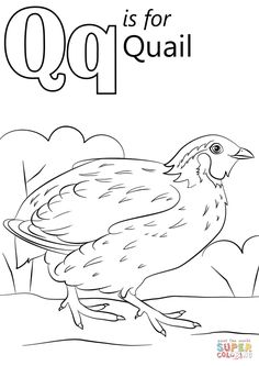 the letter q is for quail coloring page with an image of a quail