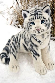 a white tiger cub sitting in the snow