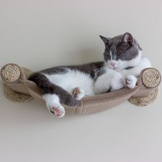 a gray and white cat laying on top of a scratching post with its paw in it's mouth