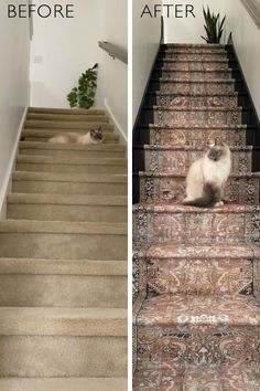 before and after photos of carpet cleaning on stairs with cat sitting on the stairs