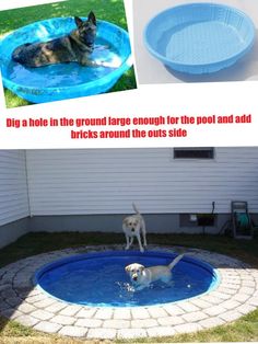 two dogs are playing in the pool and one is jumping into the water to play