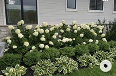 some white flowers and green bushes in front of a house