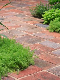 some green plants are growing on the brick walkway