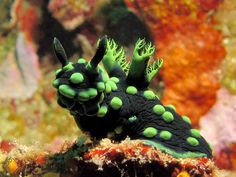 a green and black sea slug sitting on top of a coral