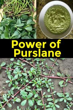 the power of purslane in herbs and how to use it for hair growth