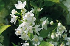 white flowers with green leaves in the background