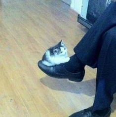 a cat sitting on top of a person's shoe in the middle of a wooden floor