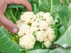 a person picking cauliflower from a plant in the garden with their hands on it