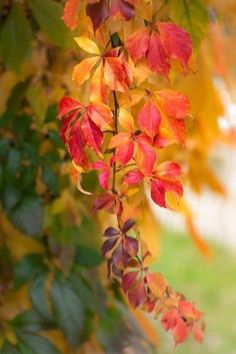 red and yellow leaves hanging from a tree