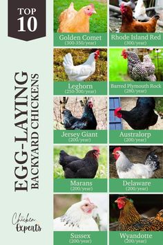 Best Egg-Laying Chicken Breeds Sussex Chicken, Rhode Island Red Chickens, Best Laying Chickens, Laying Chickens Breeds, Laying Chickens, Best Egg Laying Chickens, Bantam Chickens