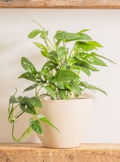 a potted plant sitting on top of a wooden shelf