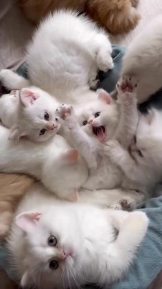 a group of white kittens laying on top of each other with their paws in the air