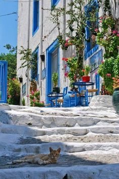 a cat laying on the ground in front of some steps