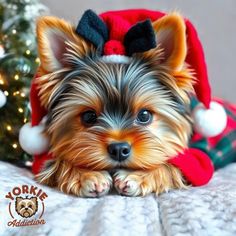 a small dog wearing a santa hat on top of a bed