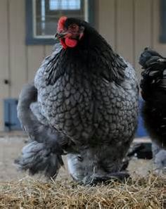 two chickens standing next to each other on top of dry grass and straw in front of a building