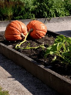 Pumpkin Garden Ideas: Two Large Ribbed Pumpkins in a Raised Garden Bed Lantern Pumpkins