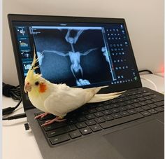 a bird sitting on top of a laptop computer