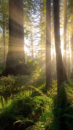 sunlight shining through the trees in a forest