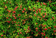 red berries are growing on the green leaves