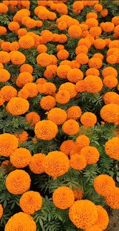 many orange flowers are growing in the field