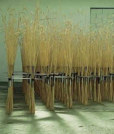 there are many stalks of grass in the room