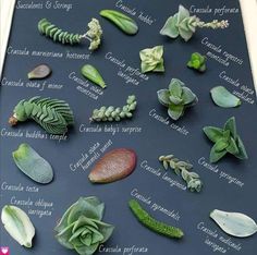 a poster with different types of succulents and their names on it's side