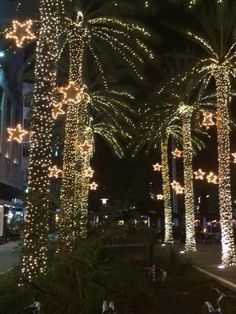 palm trees are decorated with christmas lights at night