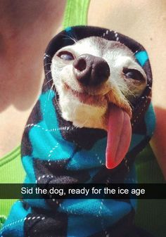 a dog wearing a blue and black jacket with his tongue hanging out to the side