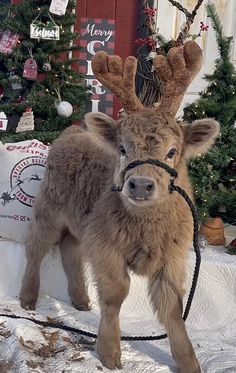 a small brown reindeer standing on top of snow covered ground