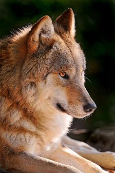 a wolf laying down on the ground looking at something