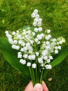 a hand holding a bunch of white flowers in it's left hand on the grass