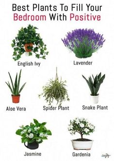 the best plants to fill your bedroom with positiveness and positivity in english