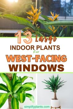 If you have a west-facing window in your home and want to add some large indoor plants to your decor, you might be wondering which plants can thrive in this bright and sunny condition. Fortunately, there are many large indoor plants that can tolerate the intense west-facing sunlight and still look stunning. In this article, we've compiled a list of 13 large indoor plants that are perfect for west-facing windows. Plants That Like Sun, Big House Plants, Front Porch Plants, Window House, Large Indoor Plants, Porch Plants, Plant Window, Indoor Tree