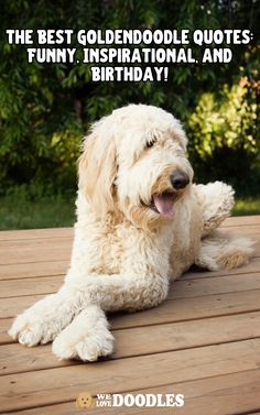 a white dog laying on top of a wooden floor with the caption, the best goldendoodle quotes funny inspirational and birthday