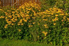 yellow flowers are growing in the grass next to a fence