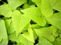 some green leaves that are growing on the ground