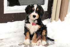 a black and brown dog sitting in the snow