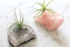 two small air plants sitting on top of rocks