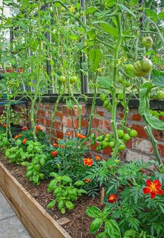 a garden filled with lots of green plants and flowers next to a red brick wall