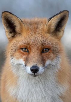 a close up of a fox looking at the camera