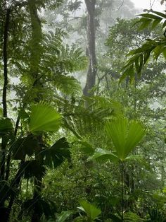 the jungle is filled with lots of green plants and trees, while foggy skies loom in the background