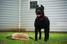 a black dog standing in the grass next to a bag